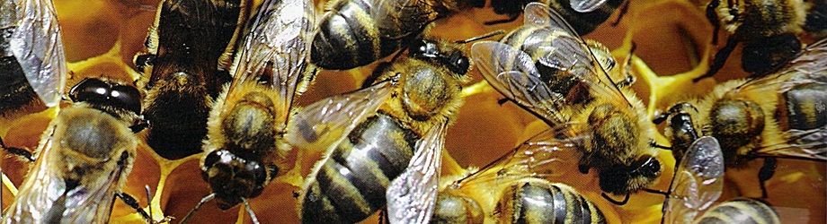 "La abeja Meli, sensación de la flores de Madrid"